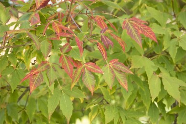 Acer saccharum meerstammig