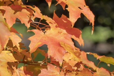 Acer saccharum meerstammig