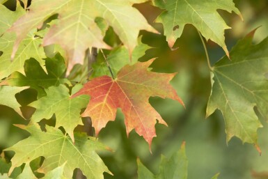Acer saccharum meerstammig