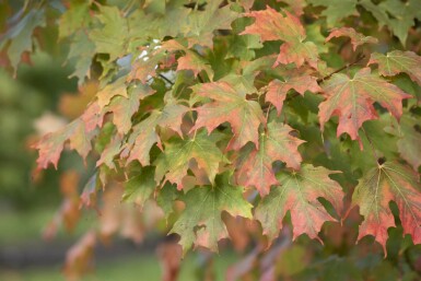 Acer saccharum meerstammig