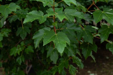 Acer tataricum hoogstam