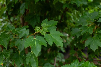 Acer tataricum hoogstam
