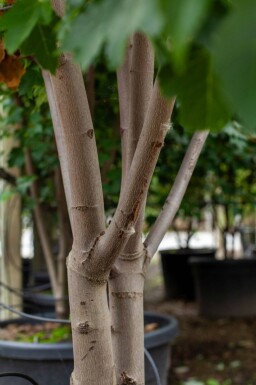 Acer tataricum hoogstam