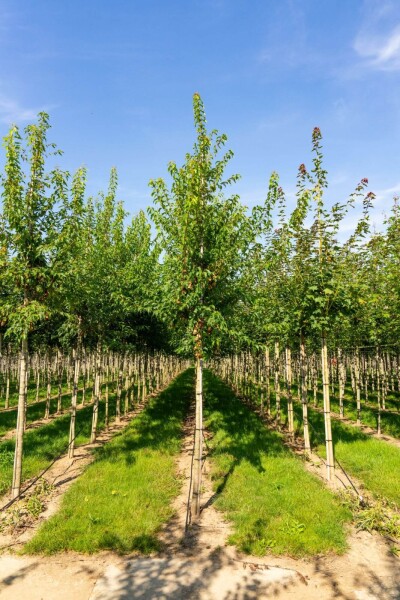 Acer tataricum subsp. ginnala hoogstam 10/12