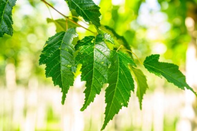 Acer tataricum subsp. ginnala hoogstam