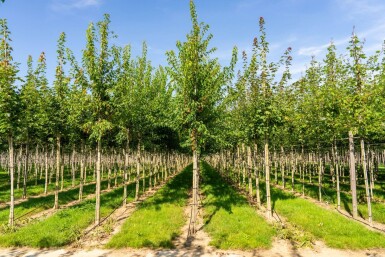 Acer tataricum subsp. ginnala hoogstam 10/12