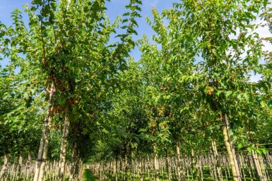Acer tataricum subsp. ginnala hoogstam 10/12