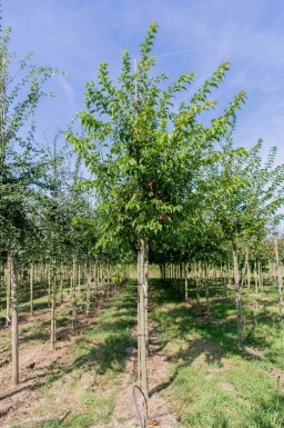 Acer tataricum subsp. ginnala hoogstam 10/12