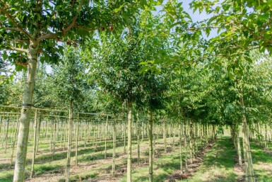 Acer tataricum subsp. ginnala hoogstam 10/12