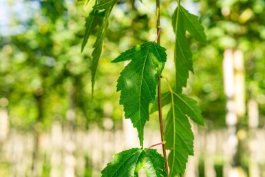 Acer tataricum subsp. ginnala hoogstam 10/12