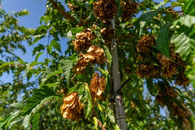 Acer tataricum subsp. ginnala hoogstam 10/12