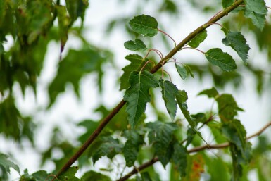 Acer tataricum subsp. ginnala hoogstam 10/12