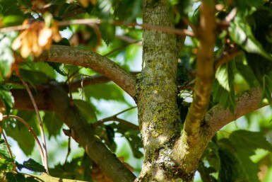 Acer tataricum subsp. ginnala hoogstam 10/12