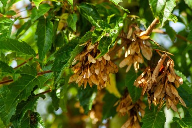 Acer tataricum subsp. ginnala hoogstam 10/12