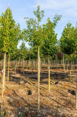 Acer tataricum subsp. ginnala hoogstam 10/12