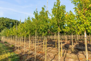 Acer tataricum subsp. ginnala hoogstam 10/12
