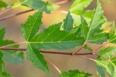 Acer tataricum subsp. ginnala hoogstam 10/12