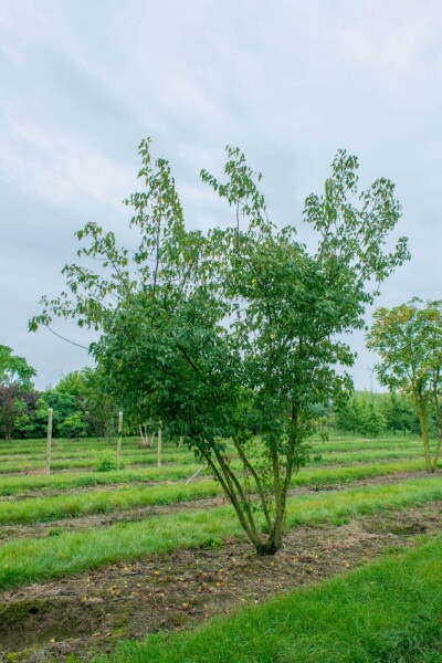 Acer tataricum subsp. ginnala meerstammig 300-350