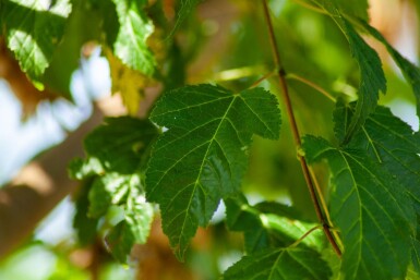 Acer tataricum subsp. ginnala meerstammig