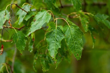 Acer tataricum subsp. ginnala meerstammig 300-350