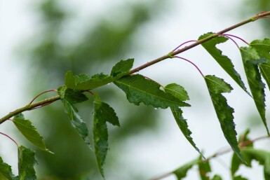 Acer tataricum subsp. ginnala meerstammig 300-350