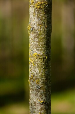 Acer tataricum subsp. ginnala meerstammig 300-350