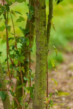 Acer tataricum subsp. ginnala meerstammig 300-350