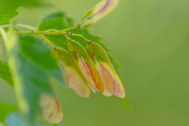 Acer tataricum subsp. ginnala meerstammig 300-350