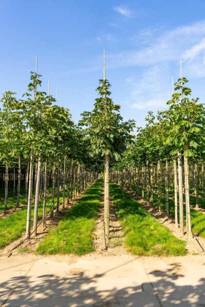 Aesculus x carnea 'Briotii' hoogstam 10/12