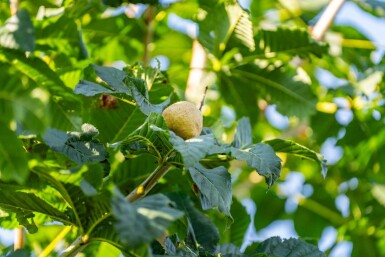 Aesculus x carnea 'Briotii' hoogstam 10/12