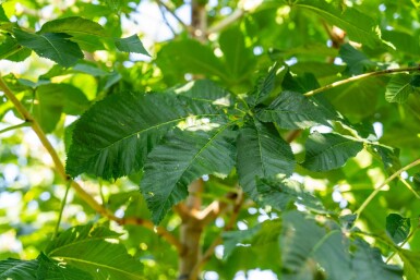 Aesculus x carnea 'Briotii' hoogstam 10/12