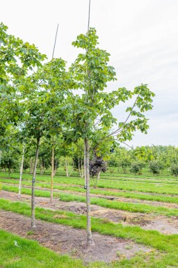 Aesculus x carnea 'Briotii' hoogstam 10/12