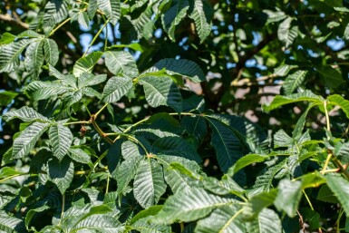 Aesculus x carnea 'Briotii' hoogstam 10/12