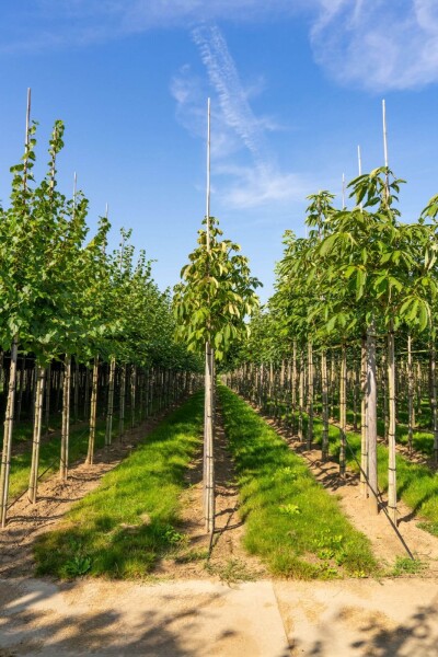 Aesculus flava hoogstam 18/20