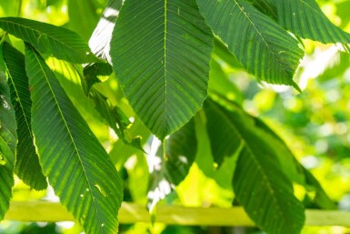 Aesculus flava hoogstam