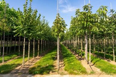 Aesculus flava hoogstam 18/20