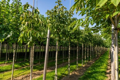 Aesculus flava hoogstam 18/20