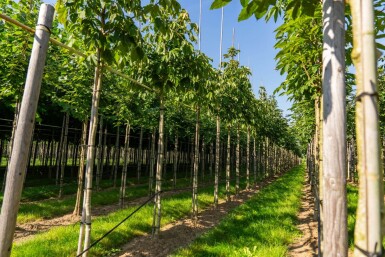 Aesculus flava hoogstam 18/20