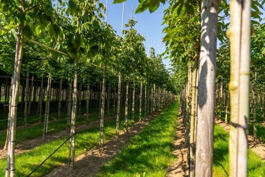 Aesculus flava hoogstam 18/20
