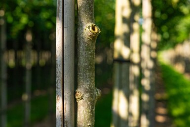 Aesculus flava hoogstam 18/20