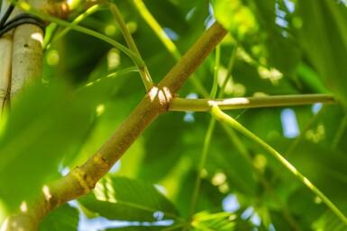 Aesculus flava hoogstam 18/20