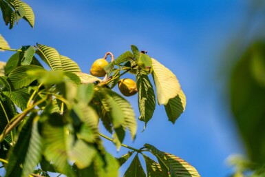 Aesculus flava hoogstam 18/20