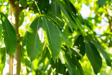 Aesculus flava hoogstam 18/20