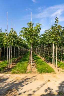 Aesculus flava 'Vestita' hoogstam 10/12