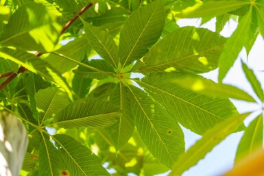 Aesculus flava 'Vestita' hoogstam 10/12
