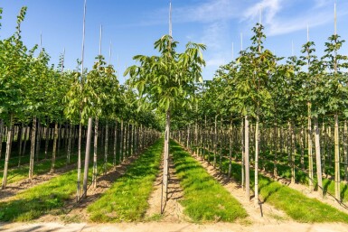 Aesculus flava 'Vestita' hoogstam 10/12