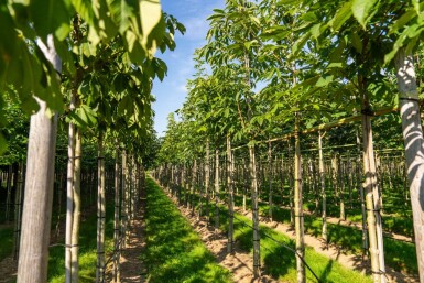 Aesculus flava 'Vestita' hoogstam 10/12