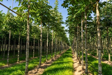 Aesculus flava 'Vestita' hoogstam 10/12