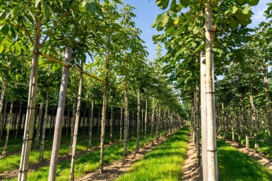 Aesculus flava 'Vestita' hoogstam 10/12