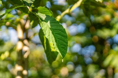 Aesculus flava 'Vestita' hoogstam 10/12